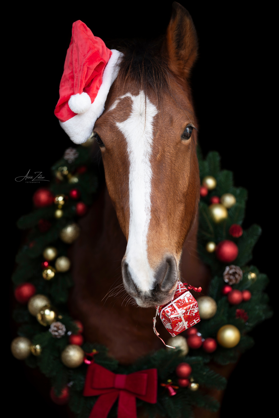weihnachtsbild pferd